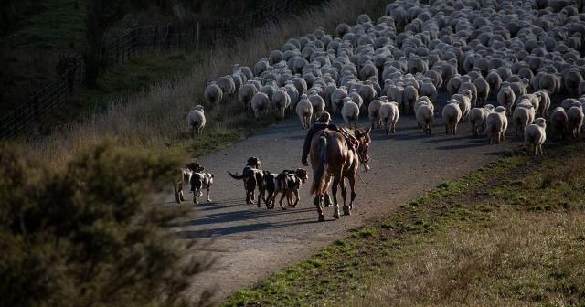 farmer and sheep with horses