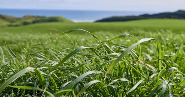 image of green pasture up close
