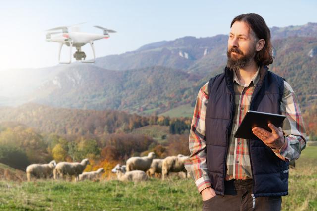 farmer with digital tablet and drone herding sheep