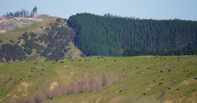 image of pine tree plantation on Castlepoint farm