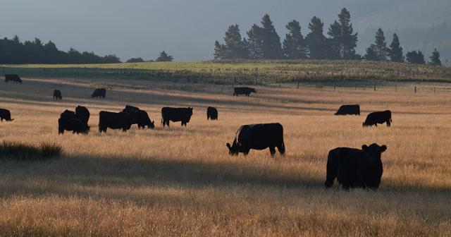 image of black angus in dry paddock