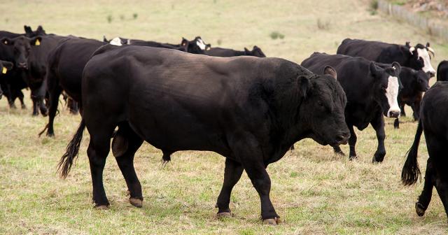 image of black bulls in herd