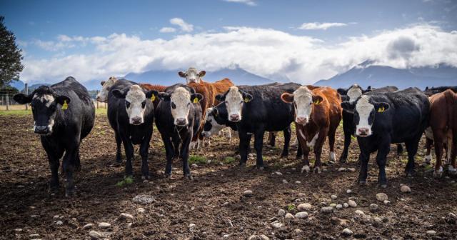 image of herd of cows ready for drenching