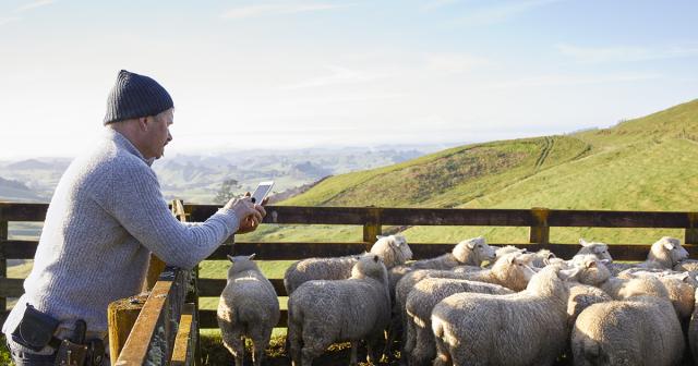 image of Charlie using a cell and sheep in the yard