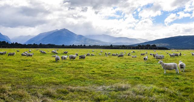 image of sheep on green pasture