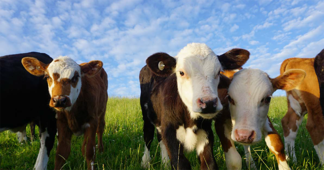 image of dairy beef calfs