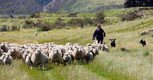 image of young shepherd and flock