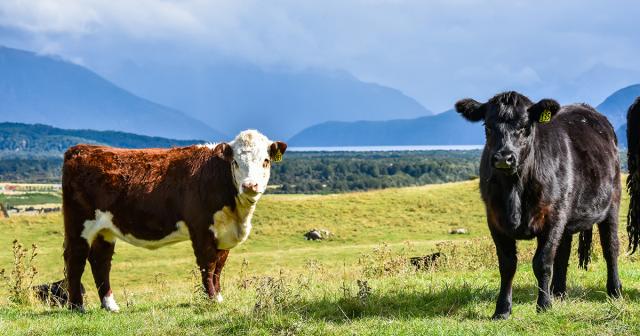 image of two cows infront of misty backdrop