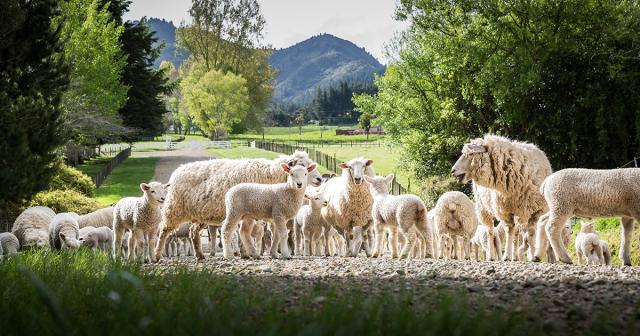 image of sheep and lambs on road
