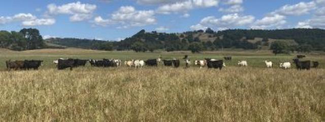 Summer Calves