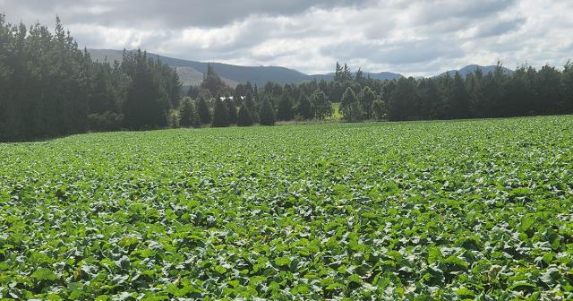 image of winter crops