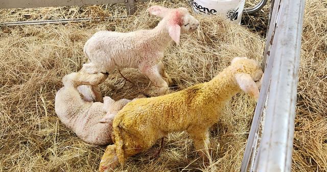 image of lambs in pen