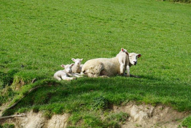 Lambs