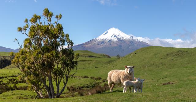 image of ewe and lamb infront of Mount Taranaki