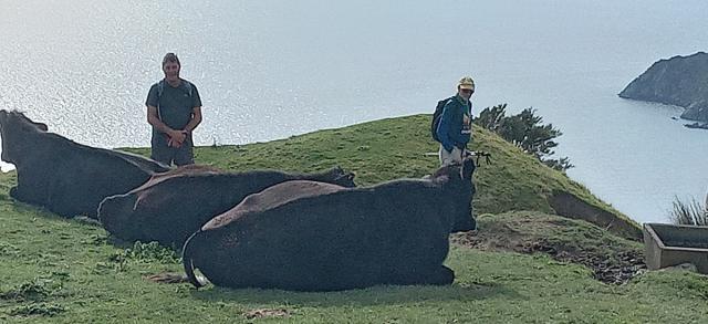 cable bay cattle