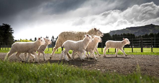image of ewe and lambs walking