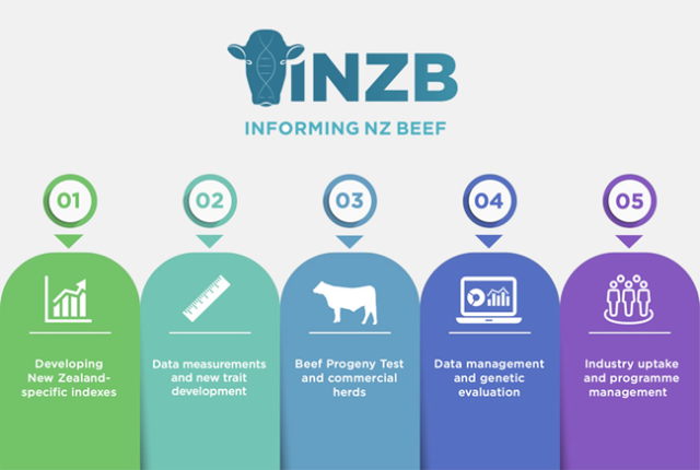 Infographic titled 'INZB Informing NZ Beef' featuring a blue cow head logo and five color-coded sections: 1) Developing New Zealand-specific indexes, 2) Data measurements and new trait development, 3) Beef Progeny Test and commercial herds, 4) Data management and genetic evaluation, and 5) Industry uptake and programme management.