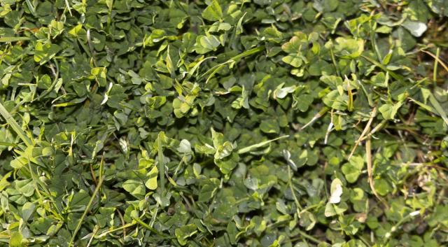 Sub clover