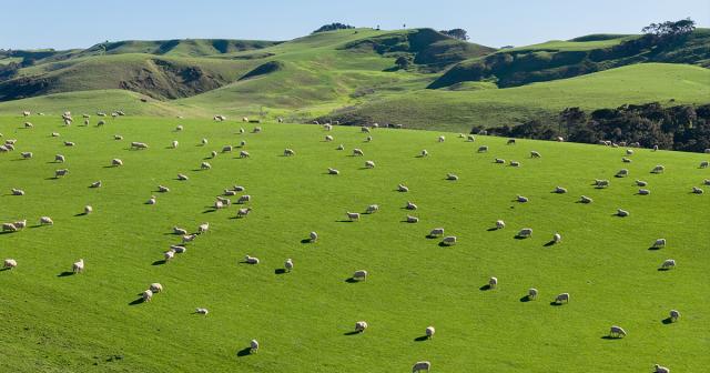 image of sheep on green paddock
