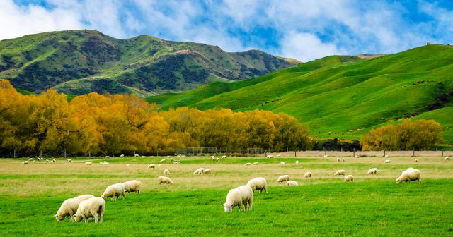 image of sheep grazing 