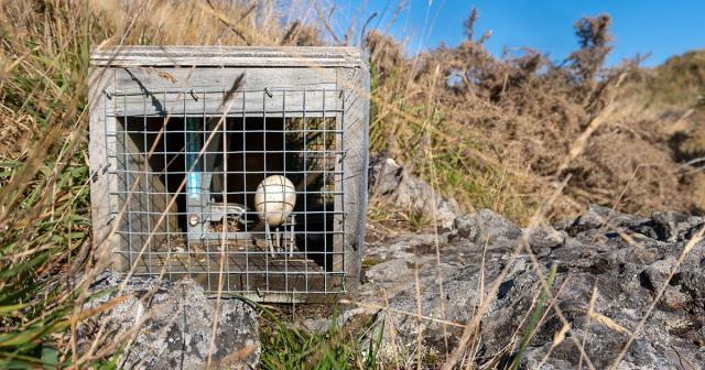 image of stoat/rat trap
