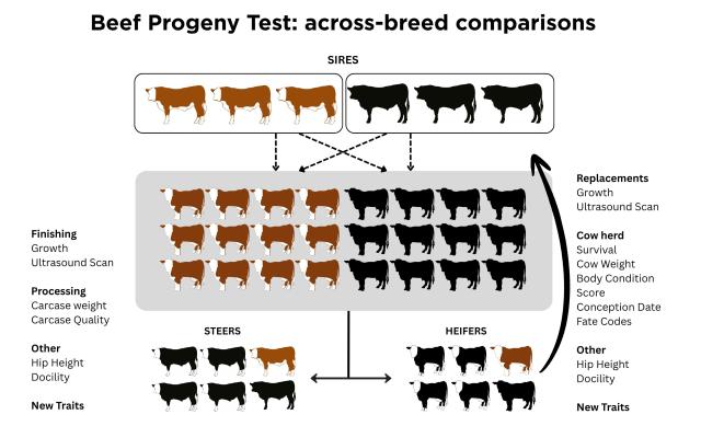 image of beef progeny diagram