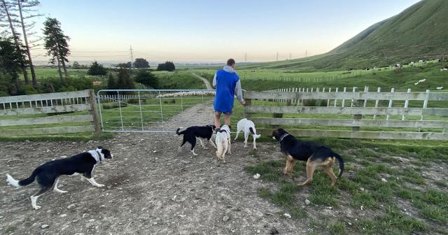 image of man opening gate with dogs