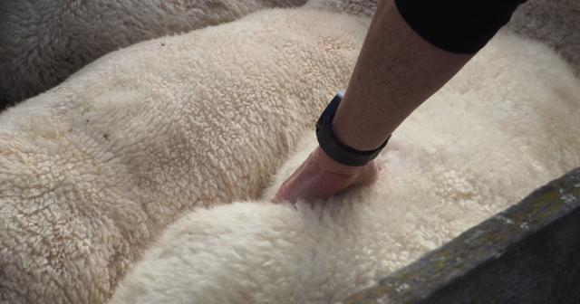 image of person conducting a body condition scoring test