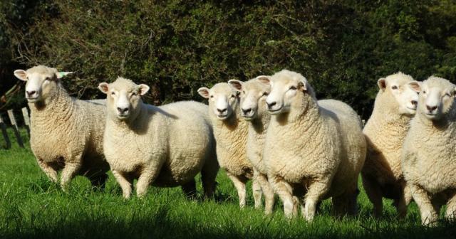 image of ewes on green grass