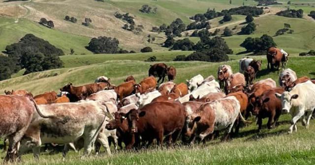 image of cow herd on Wairarapa hills