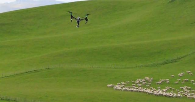 image of drone flying over sheep