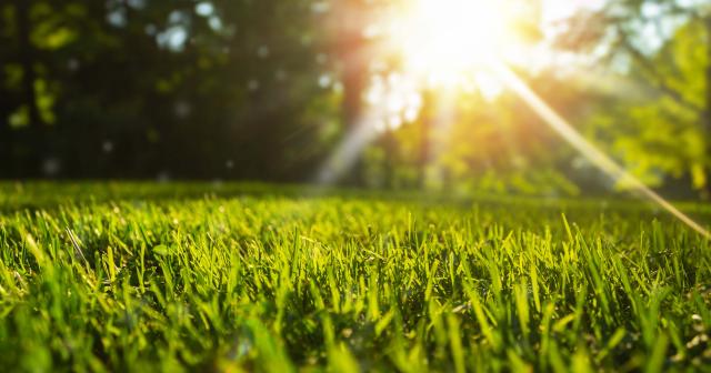 image of grass with sun overhead