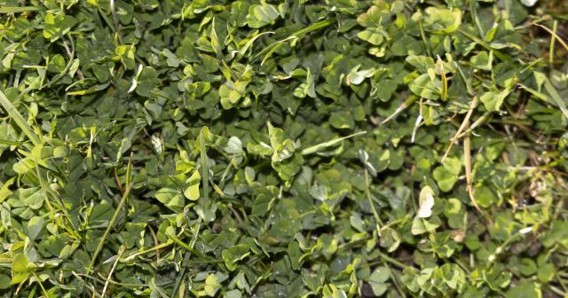 image of sub clover up close