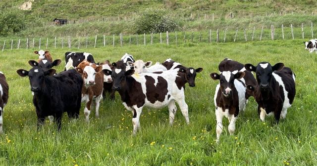 image of dairy beef calves