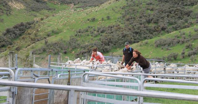 image of staff in the sheep yard