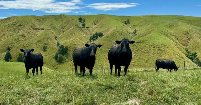 image of black angus cows in green pastures