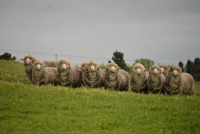 image of merino sheep