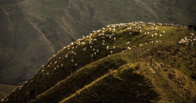 image of sheep herd on hill country