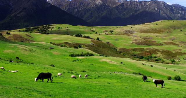image of cattle and sheep