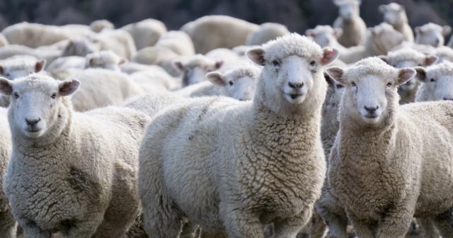 image of mob of sheep close up