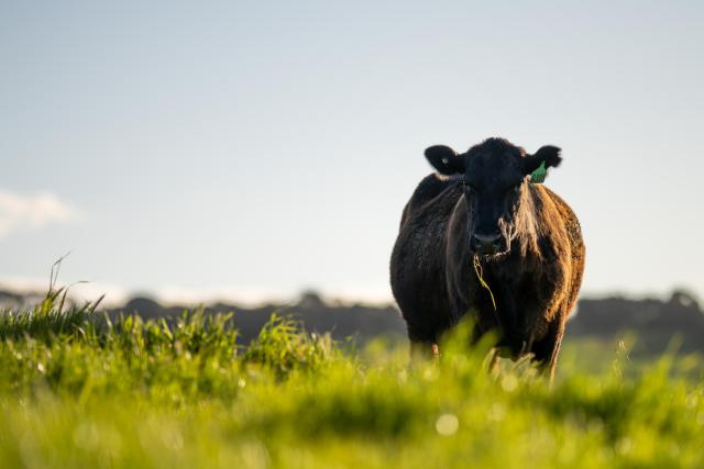 image of single cow grazing