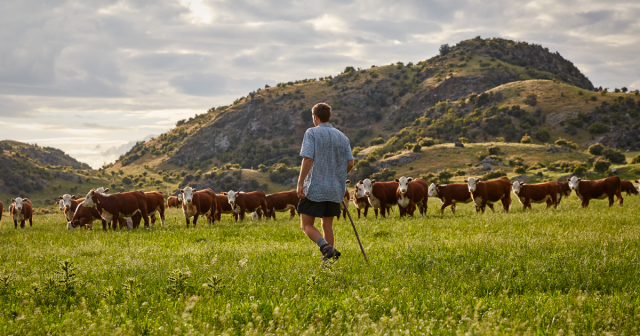 image of farmer in front of hereford herd