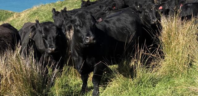 image of cattle beasts