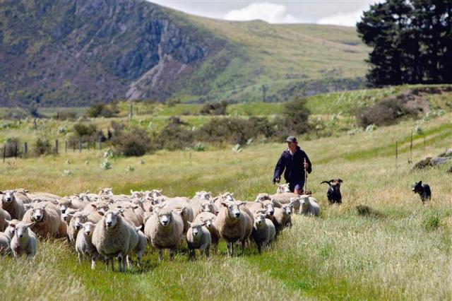 image of shepherd and sheep