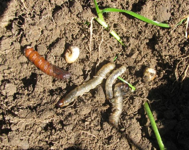image of worms and pests in soil