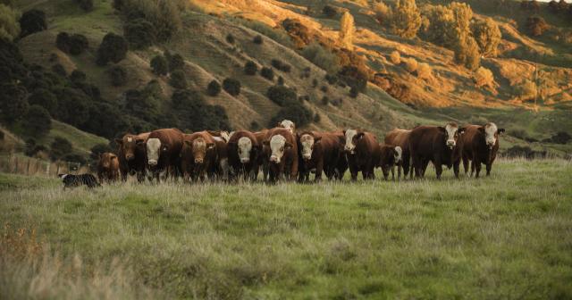 image of Simmentals cattle