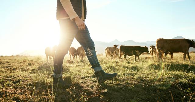 image of farmer walking infront of herd with sun shining on him