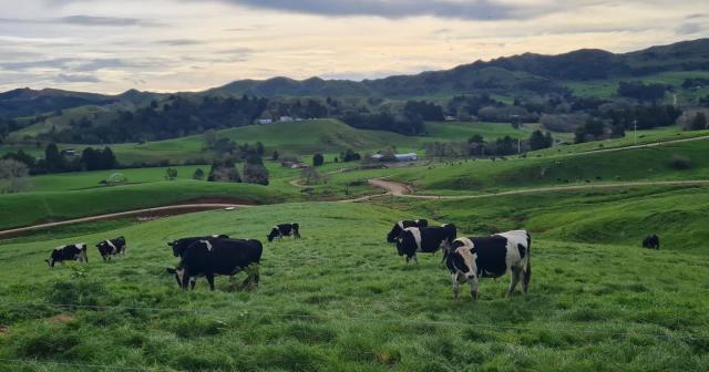 image of dairy cows at Te Pahu field day