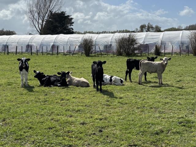 image of dairy beef calves