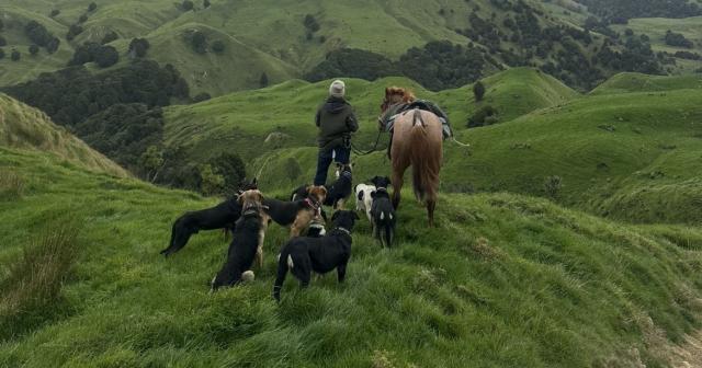 image of man and horse and dogs in hill country